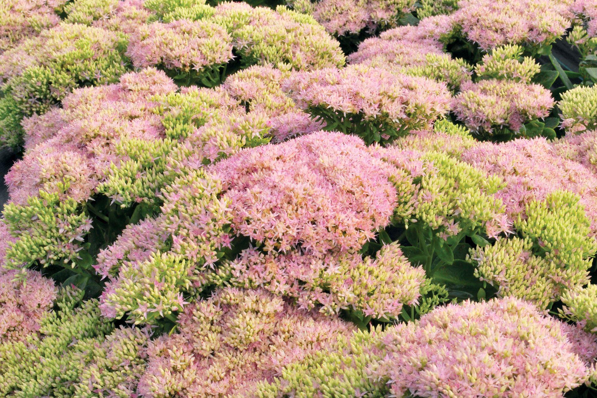 Stonecrop, Sedum 'Crystal Pink' | Ryeland